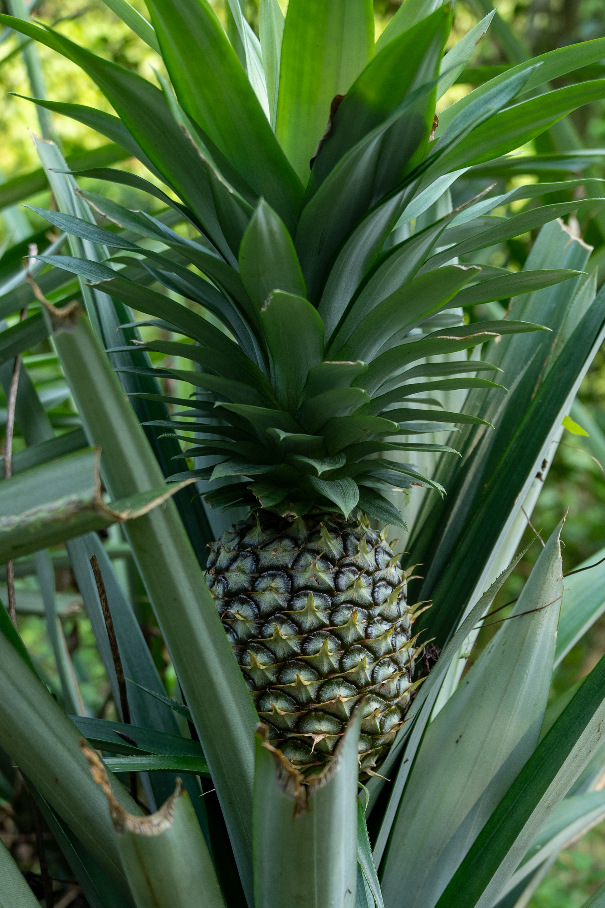 Pineapple